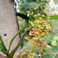 Premna procumbens Moon